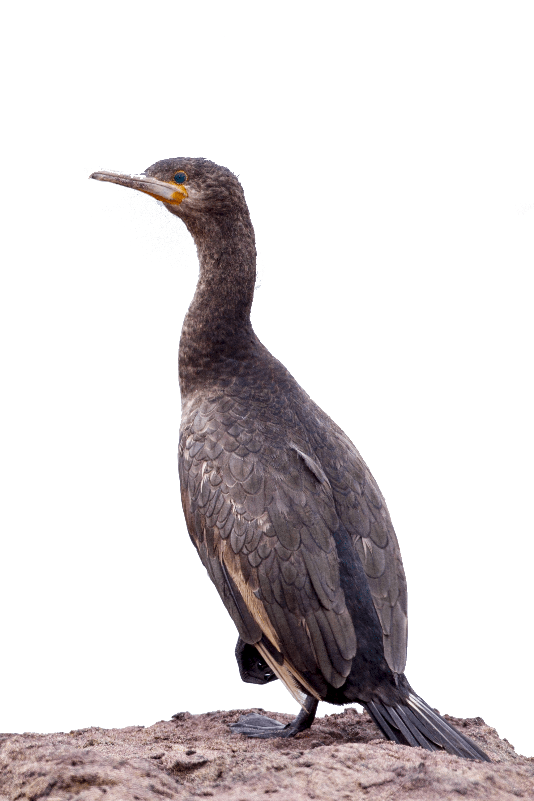 Phalacrocorax_capensis_-_Namib_2013